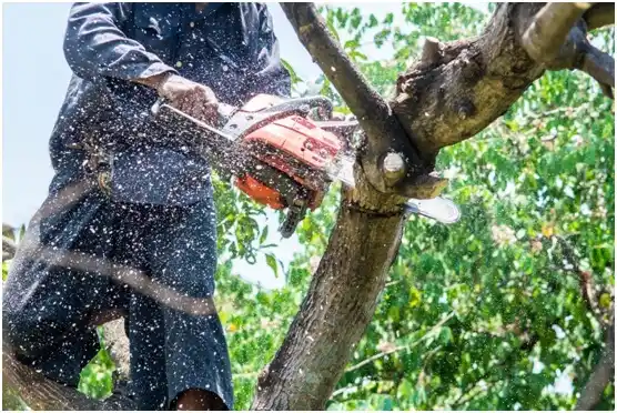 tree services Midwest City